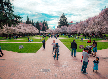 walkway with grass and pink trees