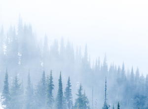 Pine trees in a fog