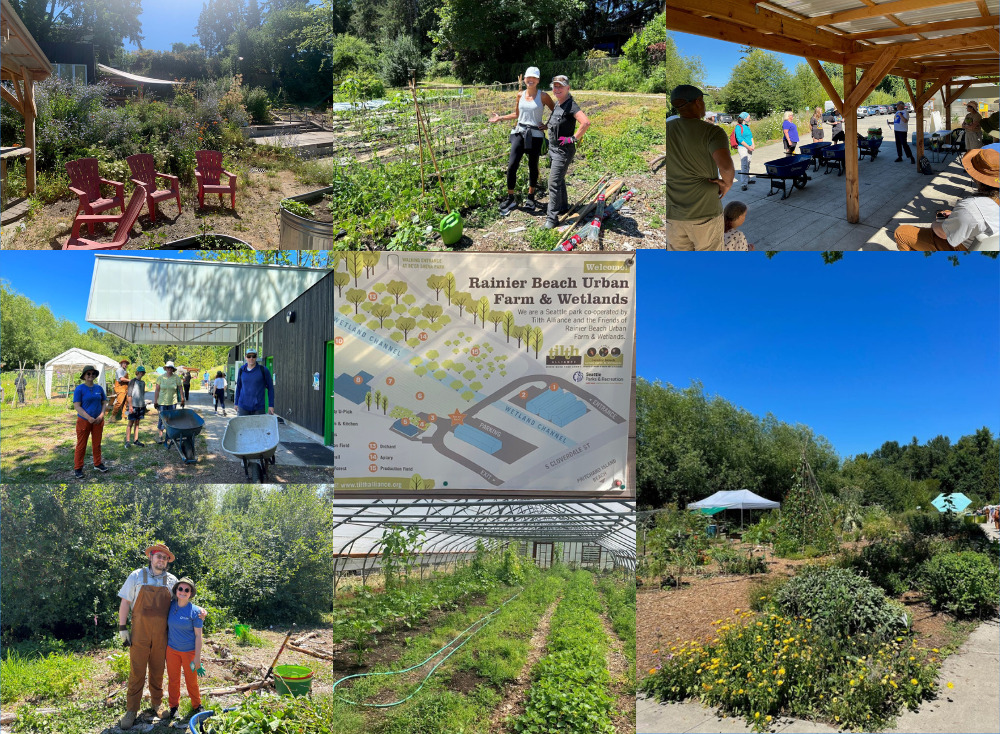 A collage of images of Pacifica Law Group attorneys and staff volunteering at Rainier Beach Urban Farm & Wetlands