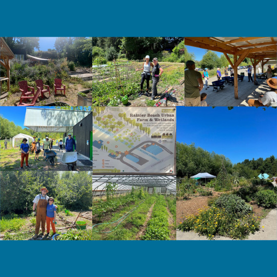 Images of Pacifica Law Group attorneys and staff volunteering at Rainier Beach Urban Farm & Wetlands
